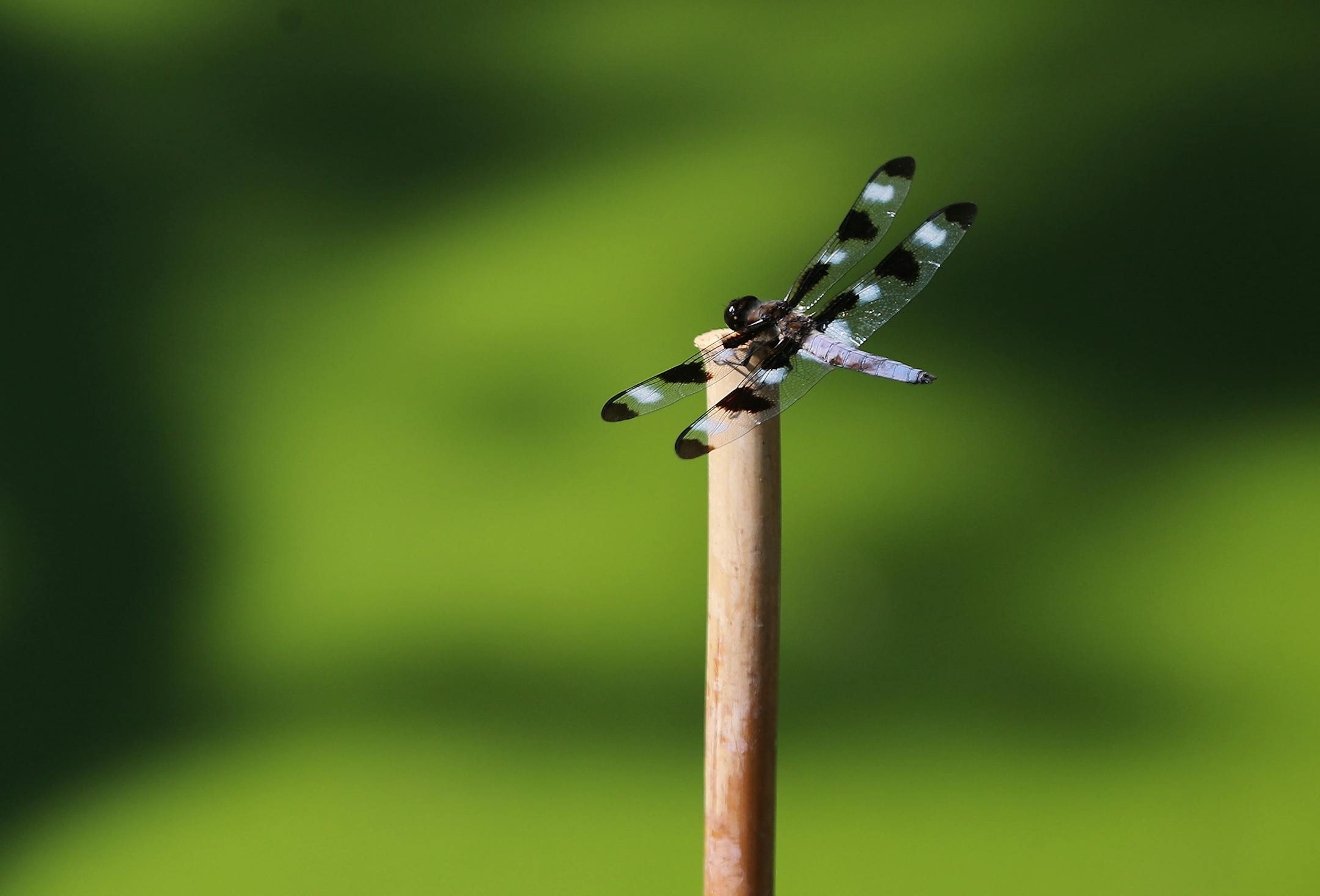 A dragonfly on a limb with an accumulation of duckweed and algae bloom in the background on the waters in Winchester Pond Wednesday, July 23, 2019, in Bloomington, MN.] DAVID JOLES &#x2022; david.joles@startribune.com A neighborhood in Bloomington has hit on a unique way to clean up Winchester Pond. This weekend it deployed a plant-covered "floating island" to manage water pollutants and naturally cleanse water, mimicking characteristics of a wetland. The project received funding from Hennepin C