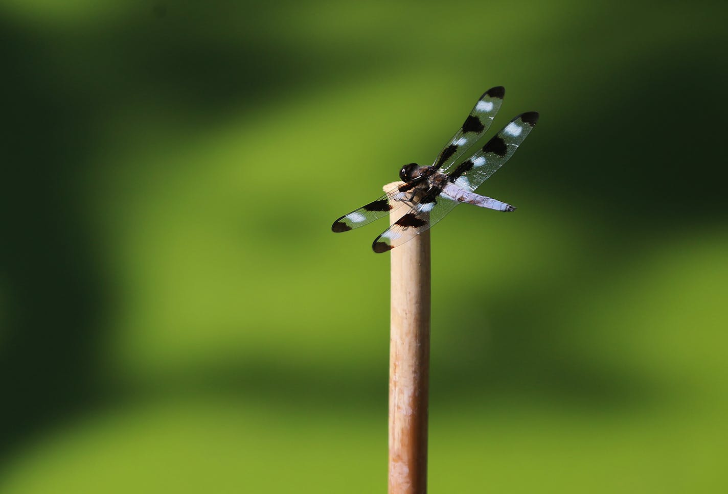 A dragonfly on a limb with an accumulation of duckweed and algae bloom in the background on the waters in Winchester Pond Wednesday, July 23, 2019, in Bloomington, MN.] DAVID JOLES &#x2022; david.joles@startribune.com A neighborhood in Bloomington has hit on a unique way to clean up Winchester Pond. This weekend it deployed a plant-covered "floating island" to manage water pollutants and naturally cleanse water, mimicking characteristics of a wetland. The project received funding from Hennepin C