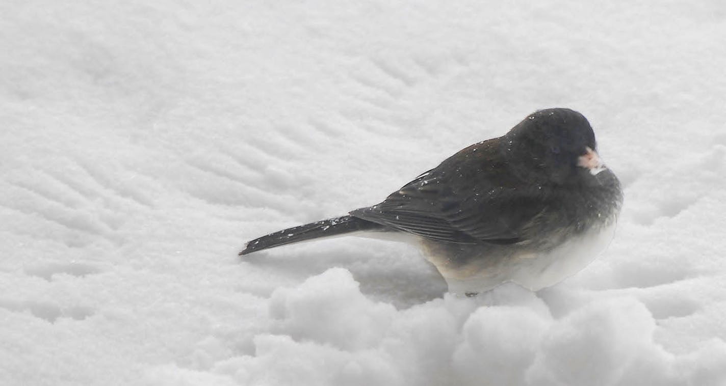 Juncos are ground feeders, scrabbling on top of the snow for fallen seeds.
credit: Jim Williams