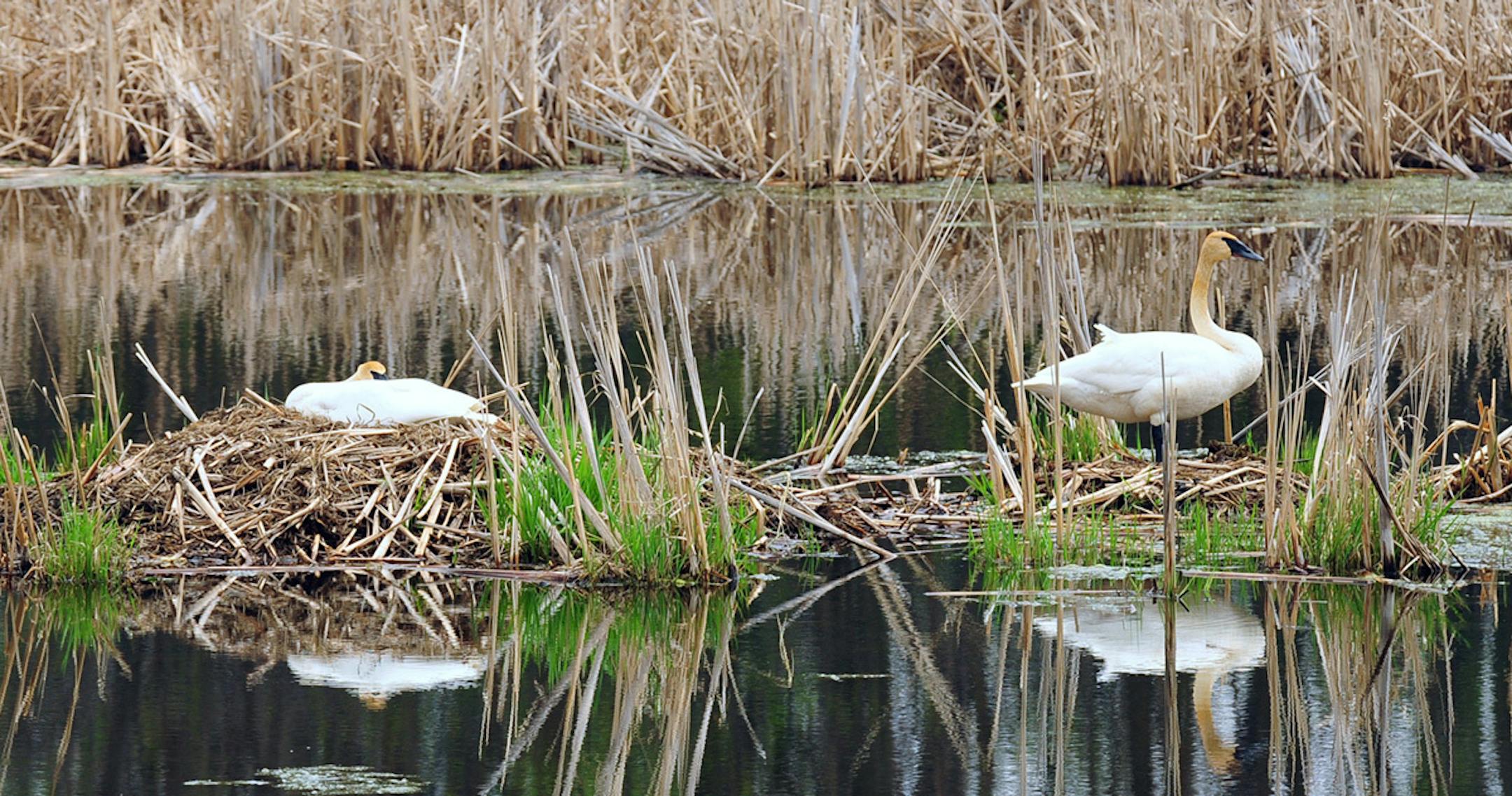 The female incubates her eggs while the male keeps watch.
Photo by Jim Williams