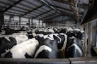 Dairy cows waited outside the milking parlor at Daley Farms of Lewiston, Minn., in 2020.