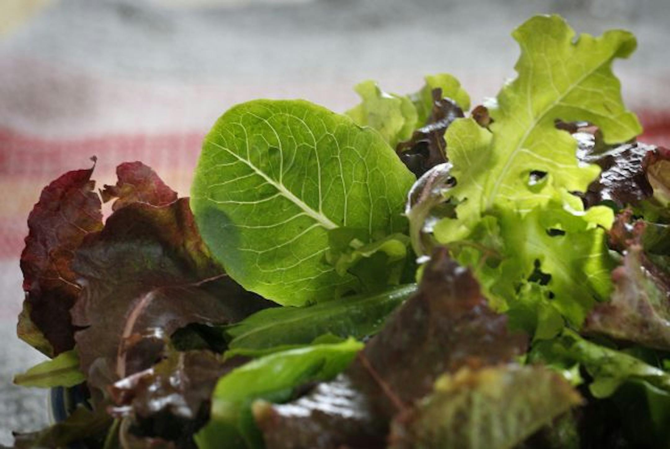 Salad greens from Burning River Farm.