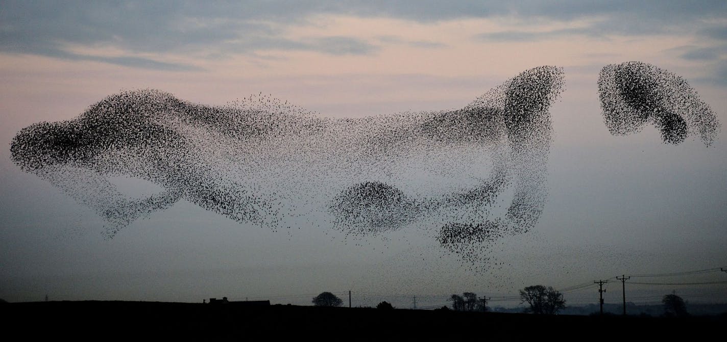 A murmuration of starlings on display over the town of Gretna, Scotland, Monday Nov. 25, 2013. The starlings visit the area twice a year in the months of February and November. (AP Photo/PA, Owen Humphreys) UNITED KINGDOM OUT NO SALES NO ARCHIVE