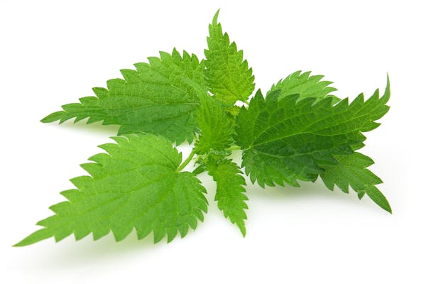 Leaves of nettle. From iStock