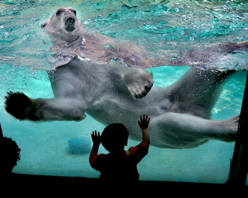 Buzz, a nine-year-old polar bear, cools off with a swim at the Como Zoo Aquatic Animals building.