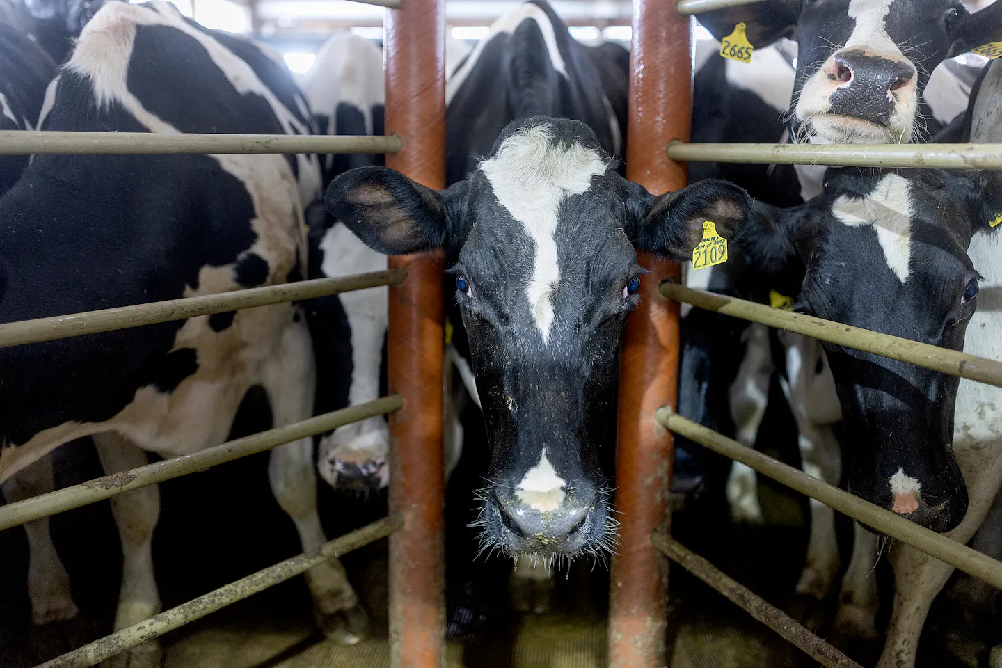 Minnesota dairy farmers watchful after Michigan worker contracts bird flu - Vimarsana News
