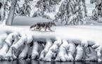Charles Freiss of Marshall, Minn. A coyote hunts for fish along the Madison River in Yellowstone National Park. Visiting the iconic park in winter is 