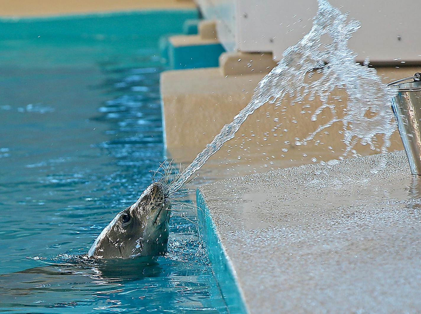 "Ola," spat water out on command as Jenny Beem, a Marine Mammal trainer, worked with her during feeding time at the Minnesota Zoo, Wednesday, May 13, 2015 in Apple Valley, MN. ] (ELIZABETH FLORES/STAR TRIBUNE) ELIZABETH FLORES &#x2022; eflores@startribune.com