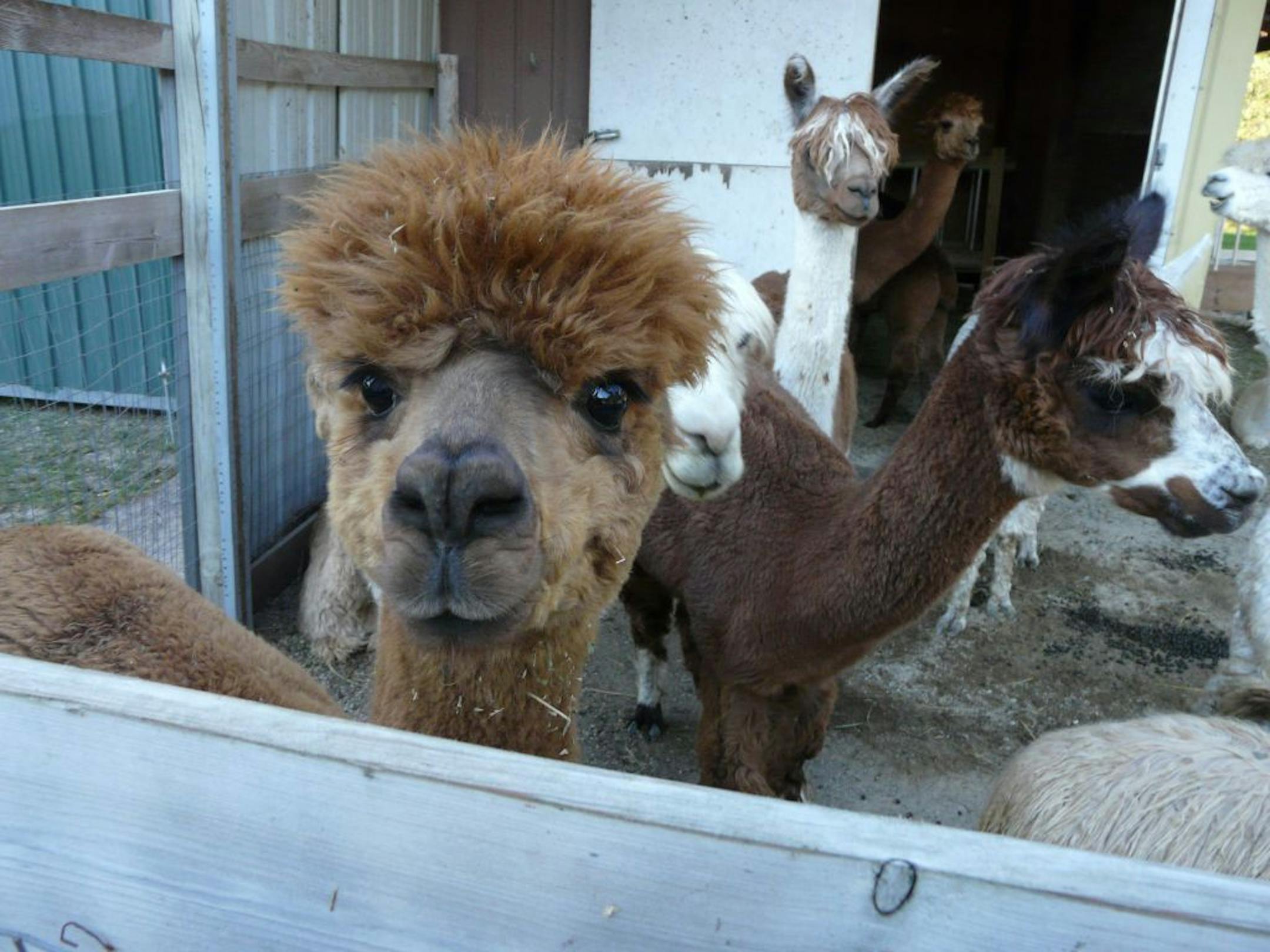 One of the alpacas at Whispering Oaks Alpacas near Prior Lake mugged for the camera. Scott County is still home to all manner of agriculture, from large conventional farms to small goat and alpaca farms.