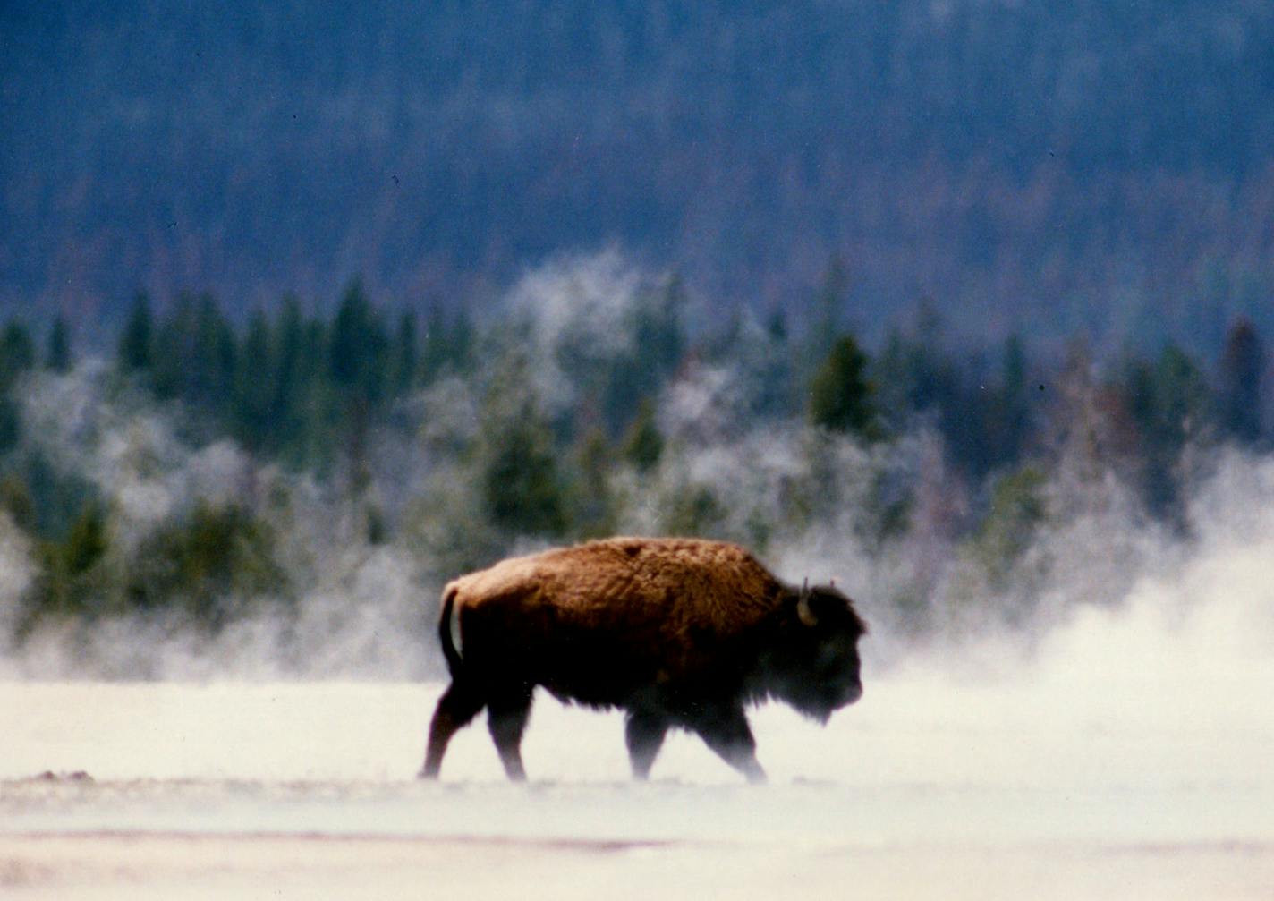 The American bison, or buffalo, was once prolific across the western U.S. before the years immediately following the Civil War, when they were killed in a voracious spree.