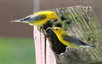 Photo by Don Severson
1. A pair of prothonotary warblers works hard to catch enough insects to feed their brood.