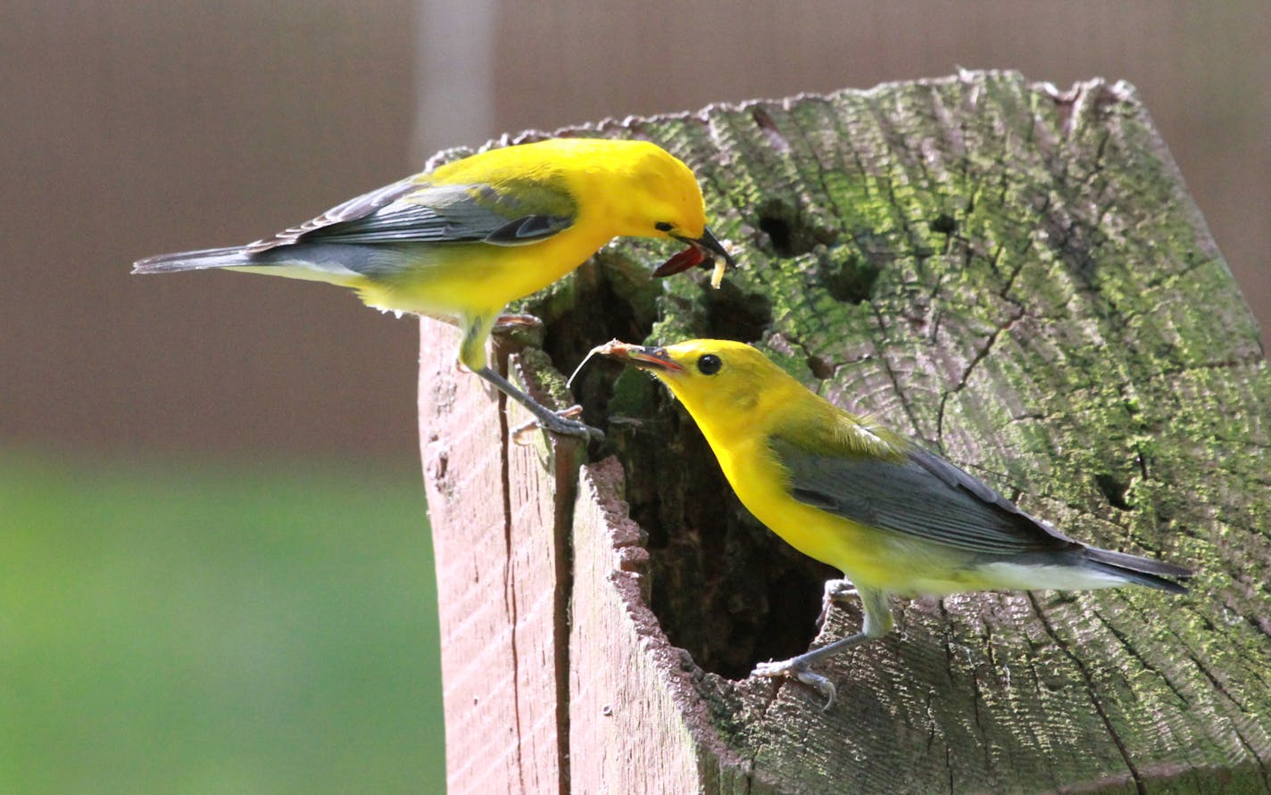 Photo by Don Severson
1. A pair of prothonotary warblers works hard to catch enough insects to feed their brood.