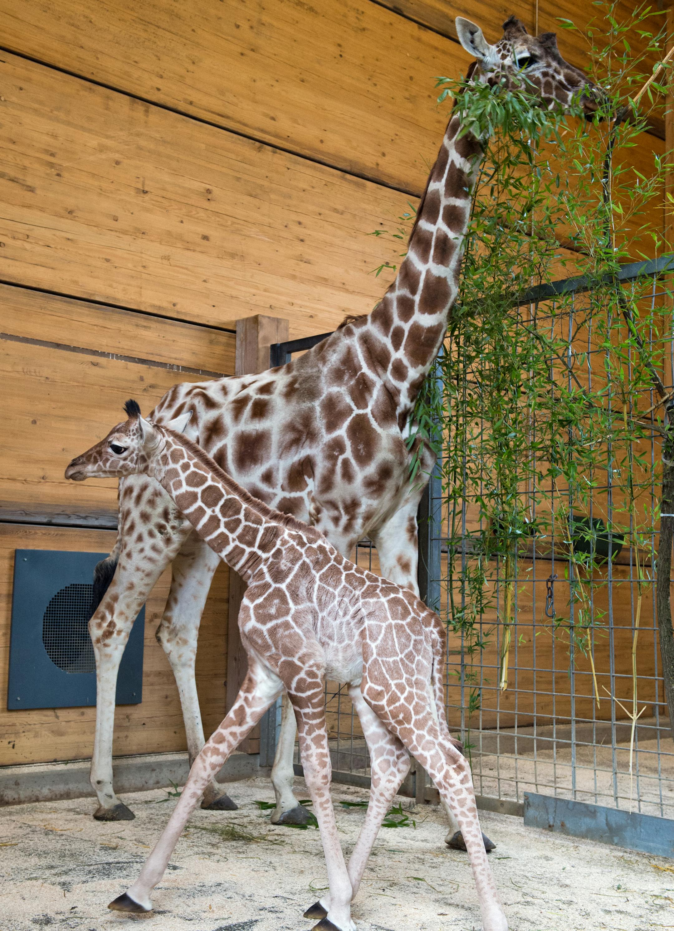 A baby giraffe, born on March 14th, is with his mother Kabonga at the enclosure of the Zoo Tierpark Hellabrun in Munich, Germany, on Thursday March 21,2013. (AP Photo/Peter Kneffel/dpa)