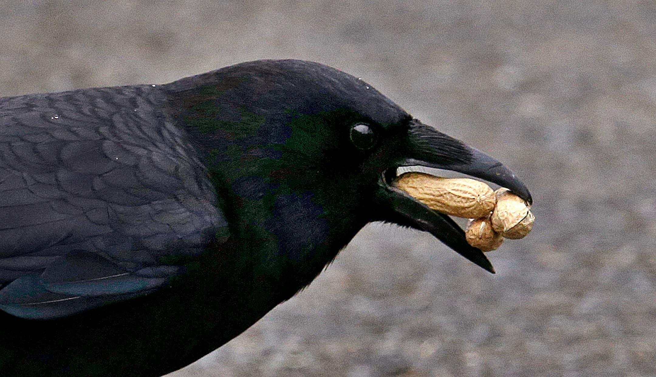 A crow will eat just about anything.