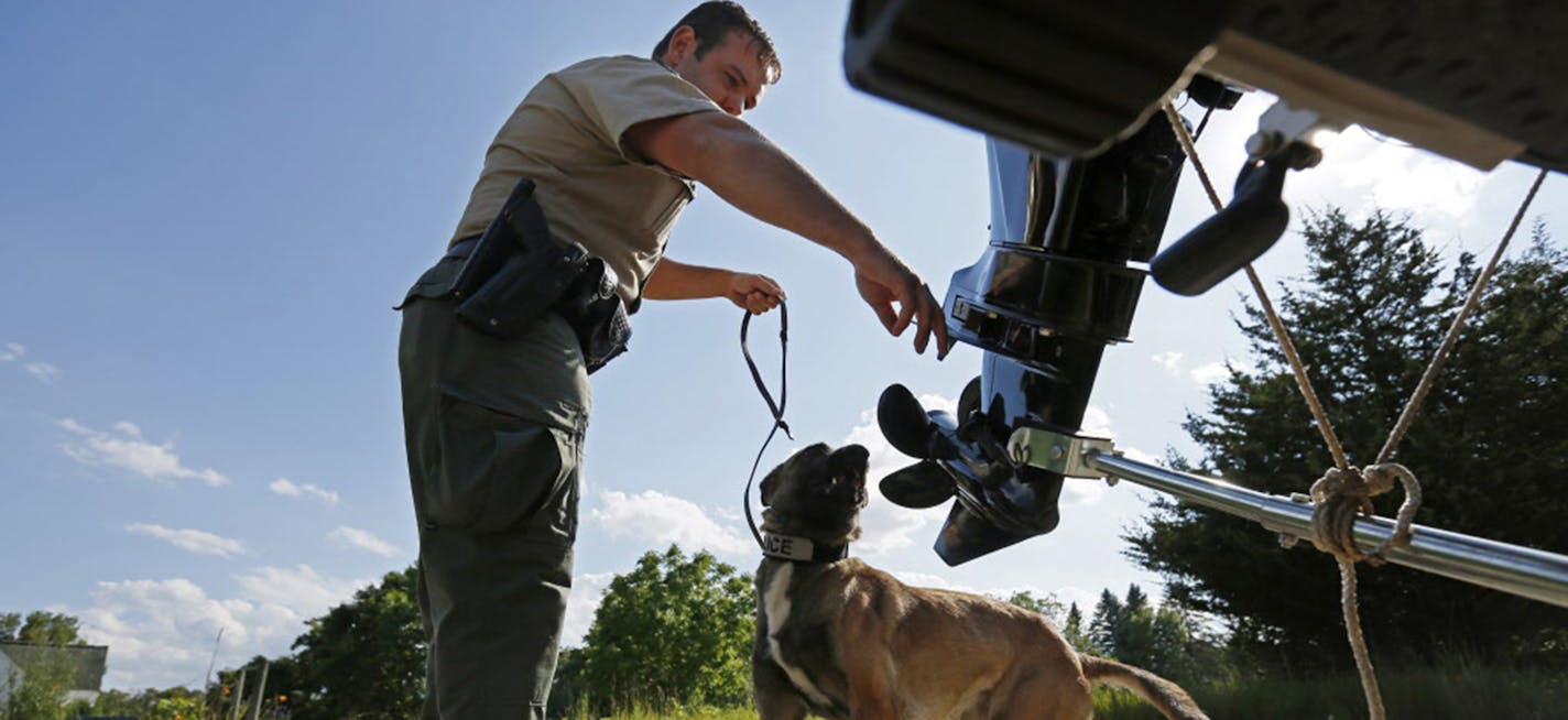 Invasive species law enforcement is an important part of conservation officer work. Here Travis Muyers and his dog Laina, a Belgian Malinois, check for hitchhiking plants and critters. ORG XMIT: MIN1308061737127631