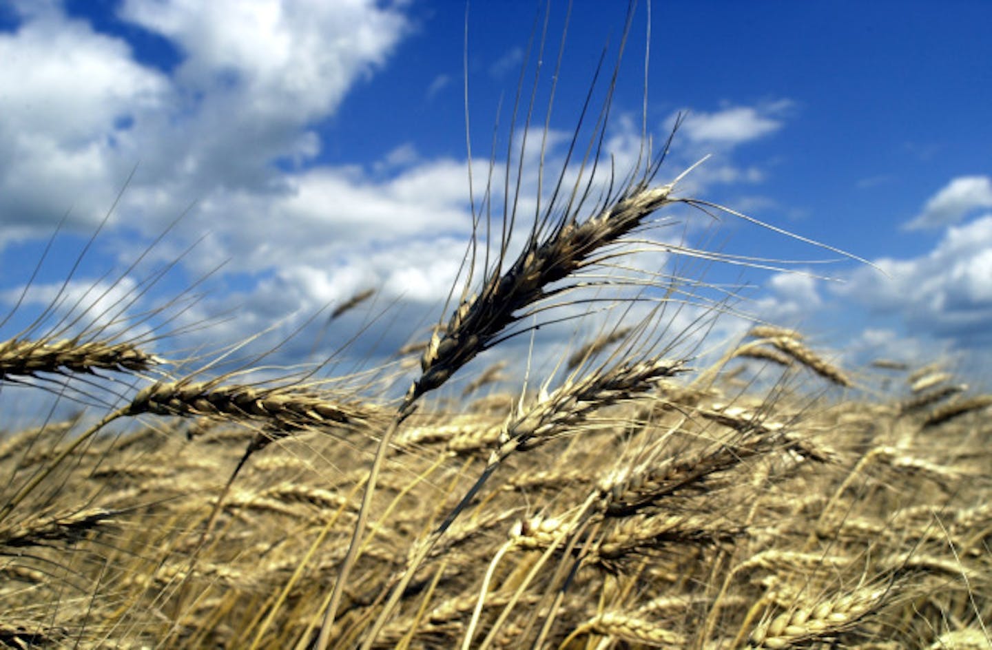 Ernie Oberg, of Moorehead, would not be in business if it weren't for farm subsidies. This wheat growing in one of the Oberg's fields. The Oberg Farm Cooperative, which is Ernie and his four sons, last year lost money growing wheat even with the farm subsidies.