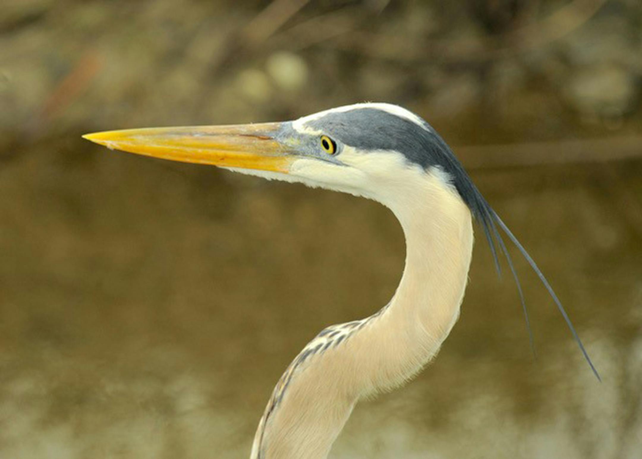 Great blue heron. Jim Williams photo