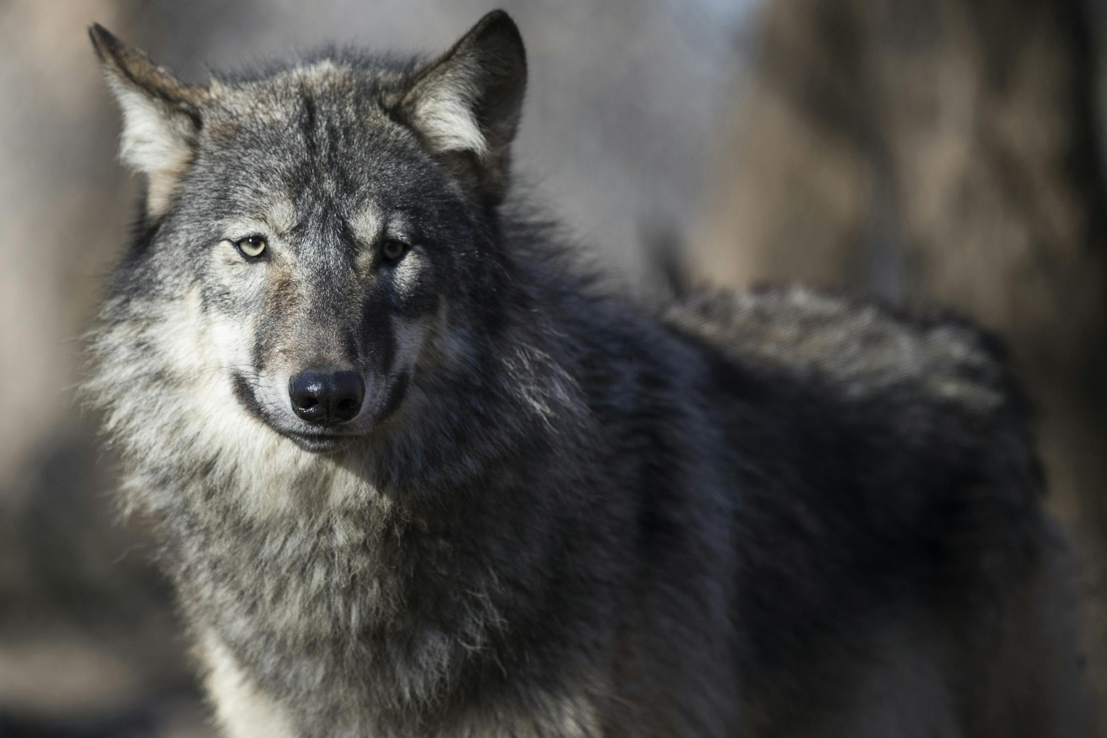 A wolf pup keeps on eye on volunteers before being moved.