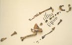 Fossil remains of Australopithecus afarensi, known as "Lucy," are shown on April 7, 2004, in Addis Ababa, Ethopia.