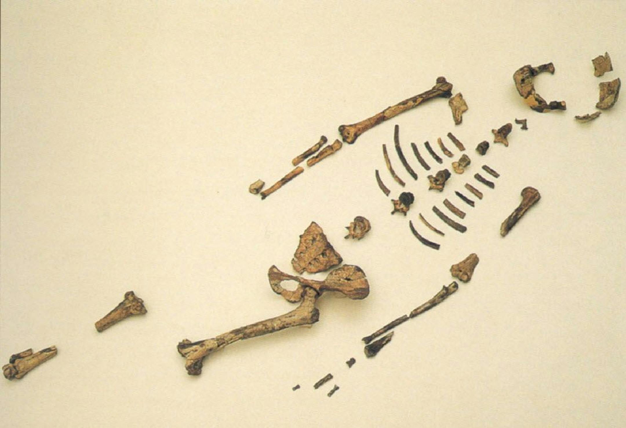 Fossil remains of Australopithecus afarensi, known as "Lucy," are shown on April 7, 2004, in Addis Ababa, Ethopia.