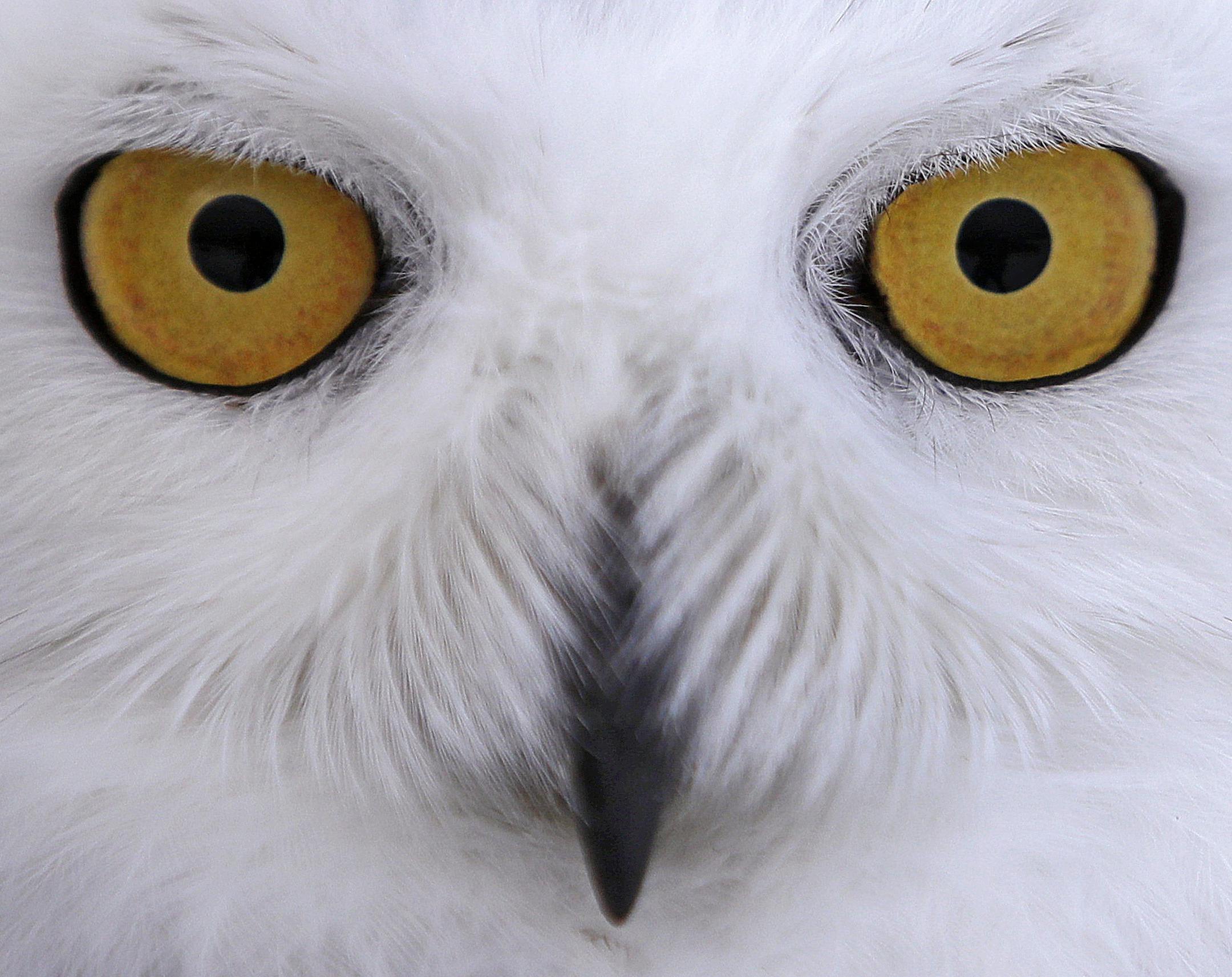 In this Dec. 14, 2017 photo a snowy owl stares prior being released along the shore of Duxbury Beach in Duxbury, Mass. The owl is one of 14 trapped so far this winter at Boston's Logan Airport and moved to the beach on Cape Cod Bay. The large white raptors from the Arctic have descended on the northern U.S. in huge numbers in recent weeks, giving researchers opportunities to study them. (AP Photo/Charles Krupa)