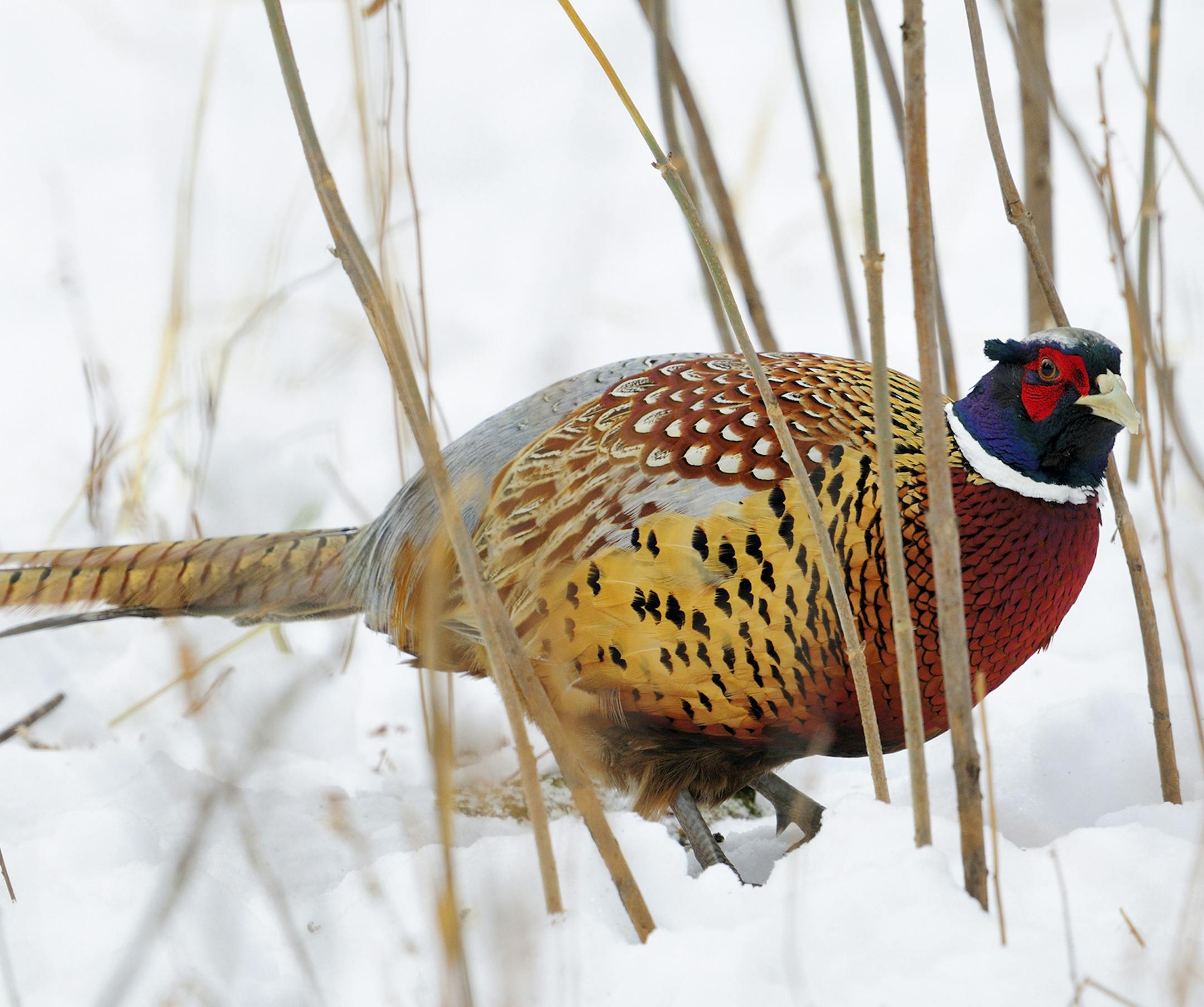 Pheasant numbers are down in Minnesota. November snow and cold concentrated the birds in the best available cover so late season hunters have been finding a few of the colorful fowl.