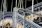 Production at the Gold'n Plump Poultry production facility, Tuesday, April 20, 2016 in Cold Spring, MN.