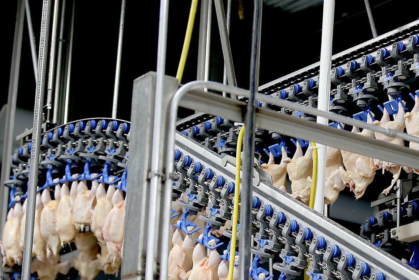 Production at the Gold'n Plump Poultry production facility, Tuesday, April 20, 2016 in Cold Spring, MN.