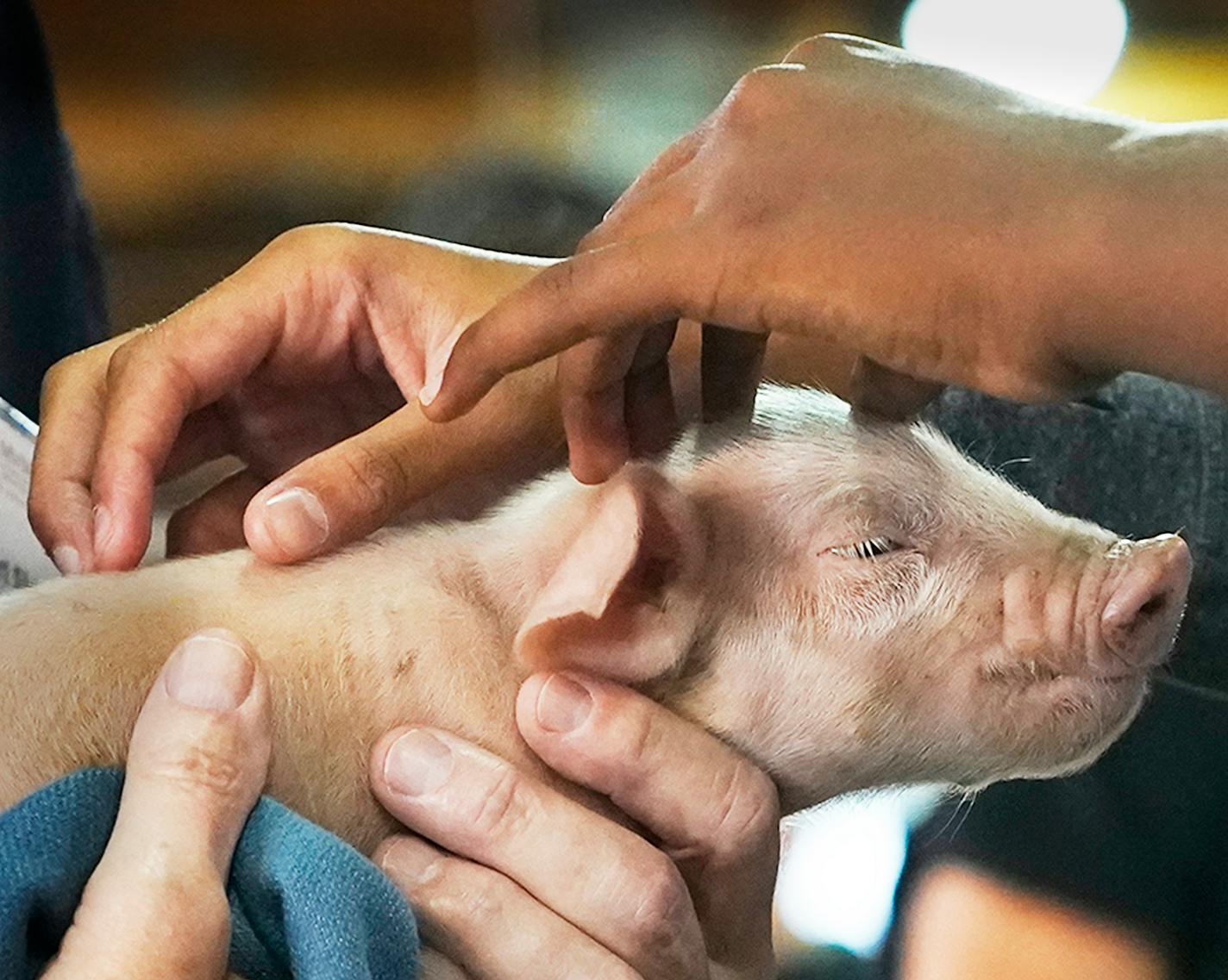 Vet Dr. Robert Skinner holds a newborn piglet for fair goers to pet at the CHS Miracle of Birth Center Tuesday, Aug. 30, 2022 at the Minnesota State Fair.