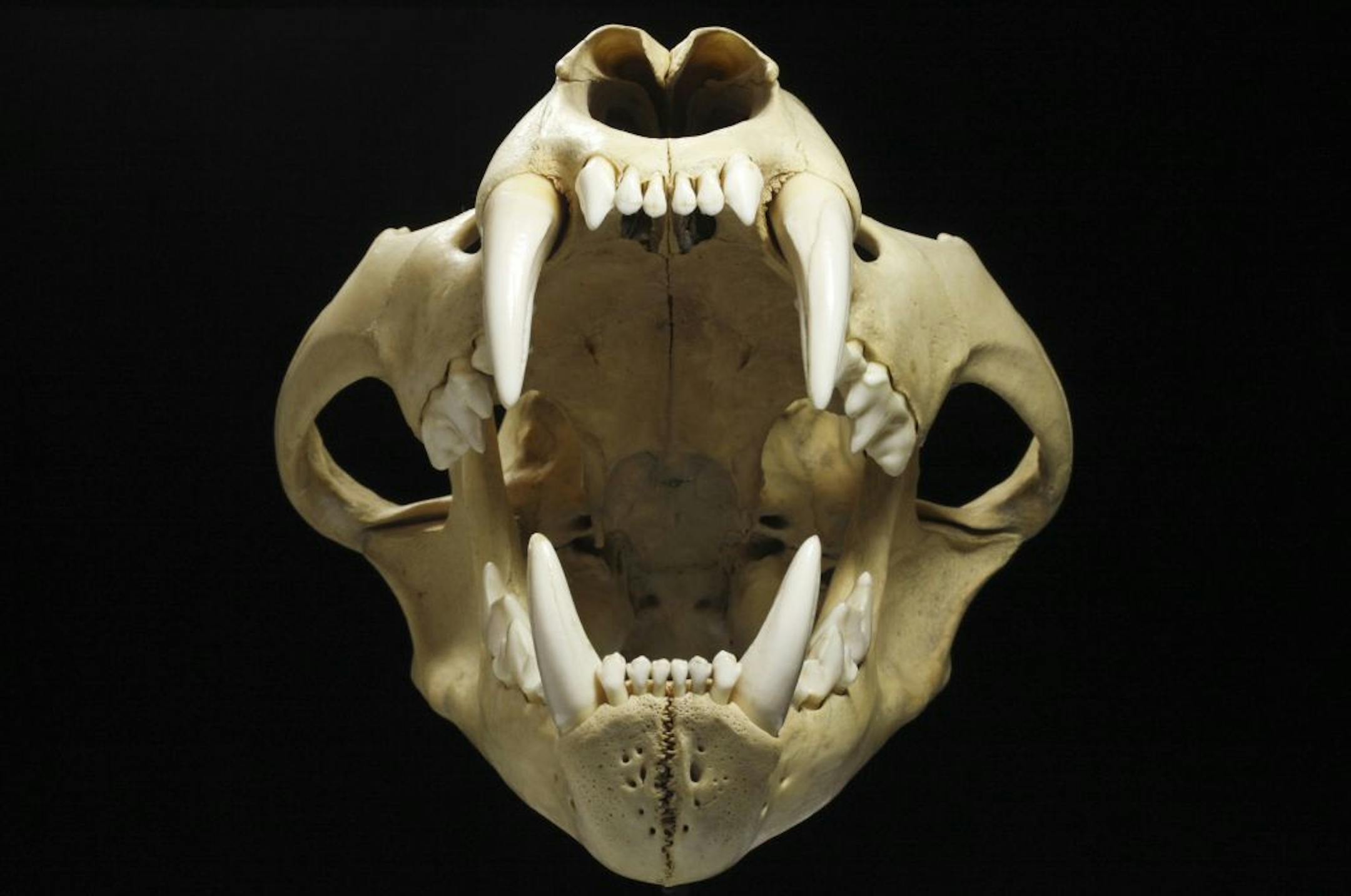 The skull of an African lion, in an undated handout image. Creatures that do violent things to their heads, like rams and woodpeckers among them, have very dense skulls, small brains and little fluid, all of which help reduce the chance of damage.