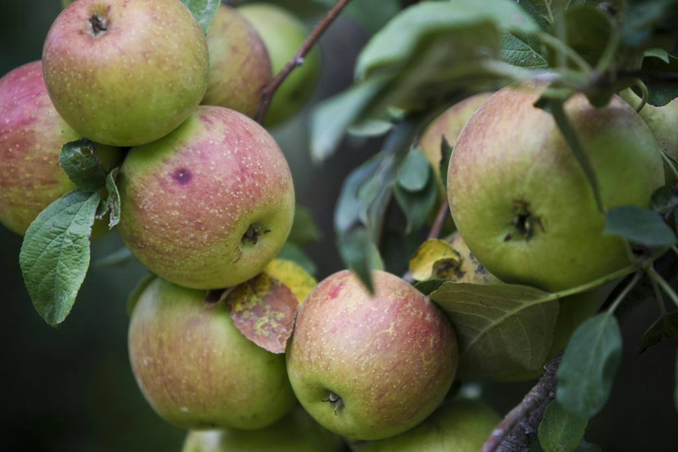 There are at least 13 varieties of apples at the Afton Apple Orchard, Tuesday, August 28, 2012 in Afton, MN. Apple picking started early for many orchards this year. After a scare with a nasty frost last spring, yields are down but not disastrous, as some had feared. Some apple varieties are early, but not all.(ELIZABETH FLORES/STAR TRIBUNE) ELIZABETH FLORES � eflores@startribune.com