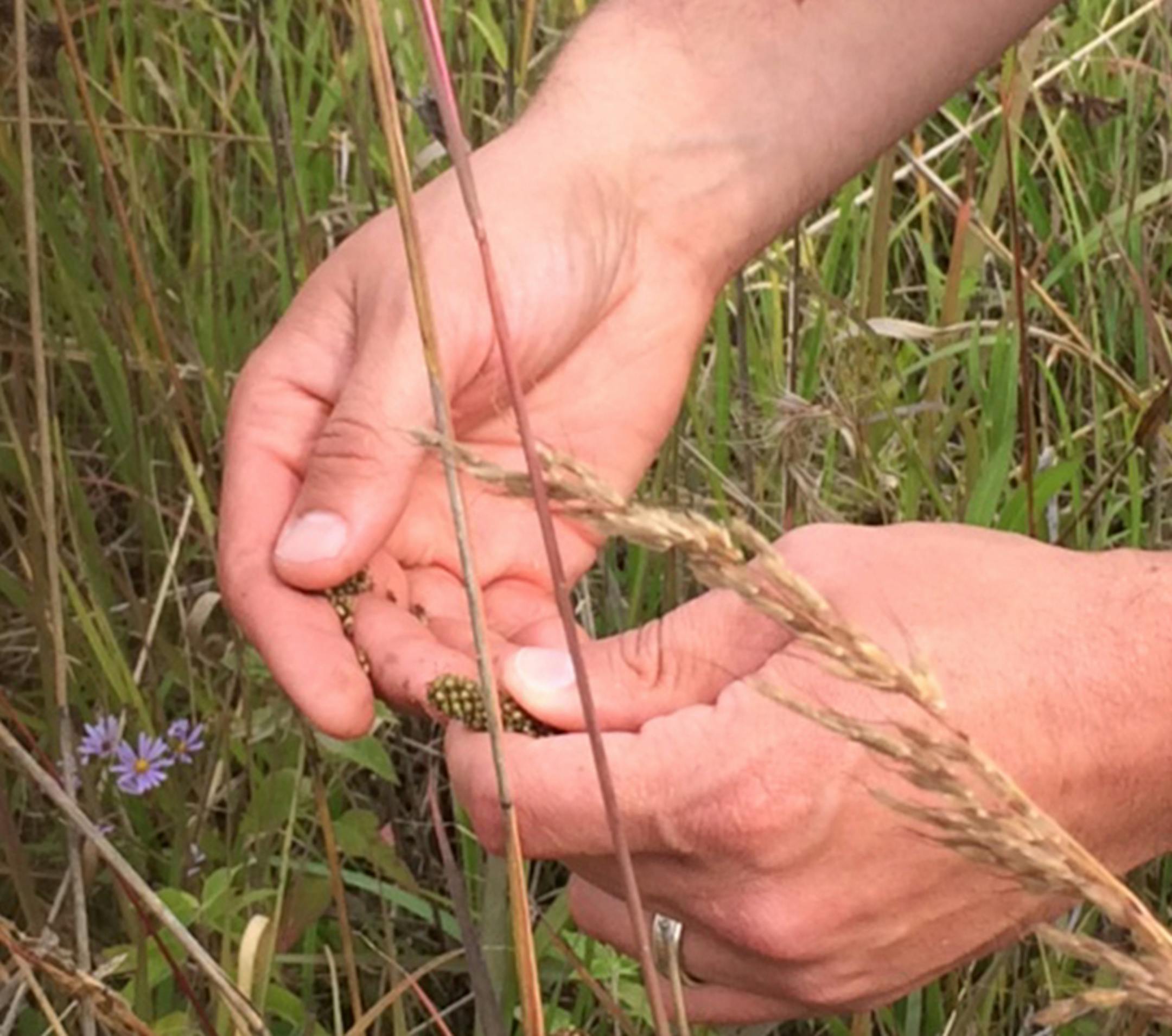 Wildlife specialist Steven Hogg collects grass seed at Murphy-Hanrehan Park Reserve. Photo by Liz Sawyer, Star Tribune