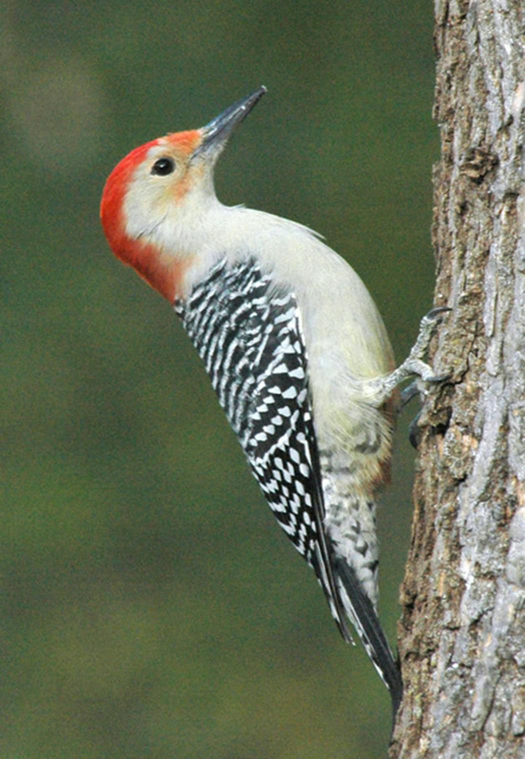 A typical red-bellied woodpecker with little to no red on its belly.