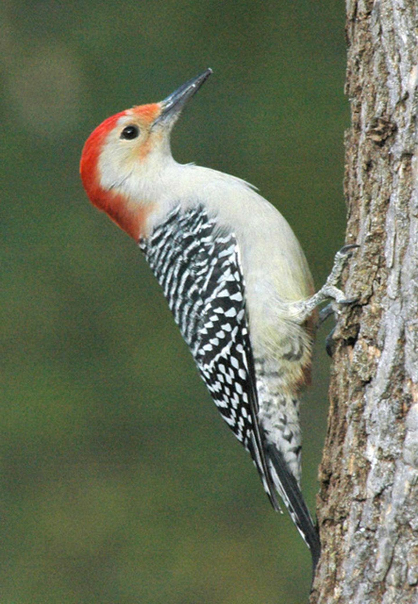 A typical red-bellied woodpecker—little to no red on its belly.Jim Williams photo