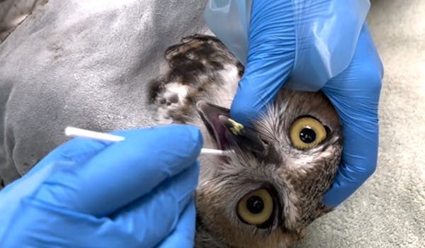 A Raptor Center technician gets an oral sample from a great horned owl.