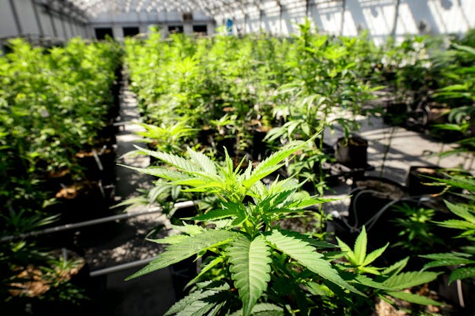 Young cannabis plants in Minnesota Medical Solutions' Otsego greenhouses in 2015.
