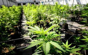 Young cannabis plants in Minnesota Medical Solutions' Otsego greenhouses in 2015.