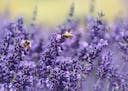 Lavender from "Beyond Rosemary, Basil, and Thyme," by Theresa Mieseler.Provided