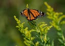 Maple Grove couple's lakeshore restoration project nurtures monarch butterflies