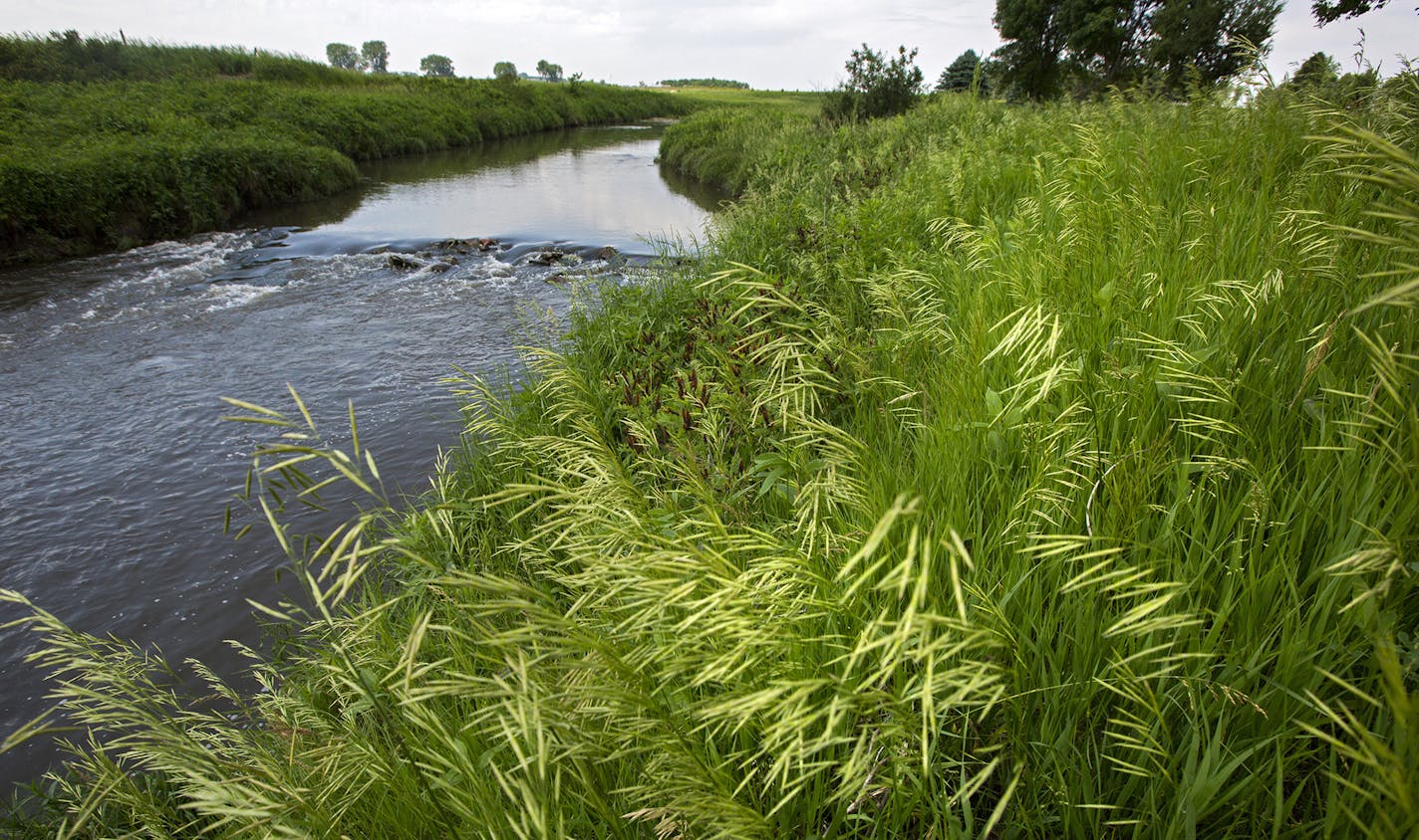 A buffer strip of grass and trees along the Rock River west of Edgerton is a good example of the protective strips that help filter runoff.