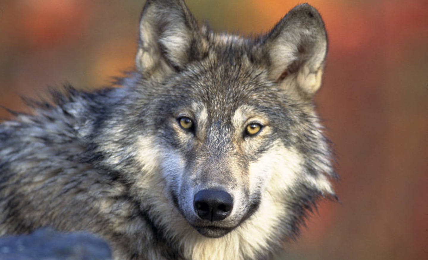 In this March 18, 2008 photo provided by the U.S. Fish and Wildlife Service, a Gray Wolf is pictured.