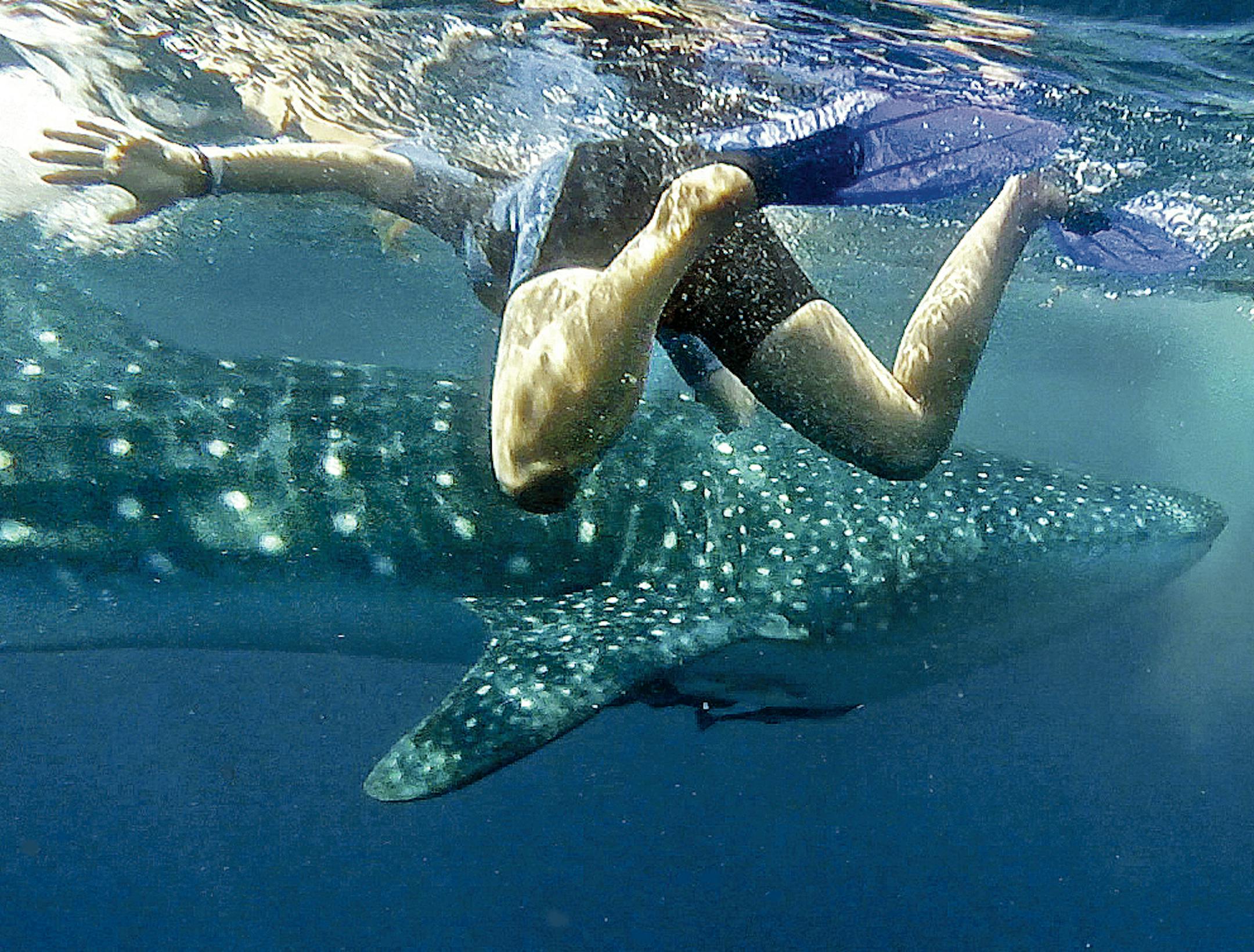 Snorkelers swim with whale sharks, which are considered the largest fish on earth.