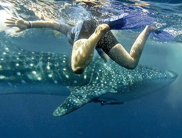 Snorkelers swim with whale sharks, which are considered the largest fish on earth.