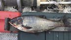 FILE - This June 22, 2017, file photo provided by the Illinois Department of Natural Resources shows a silver carp, a variety of Asian carp, that was 