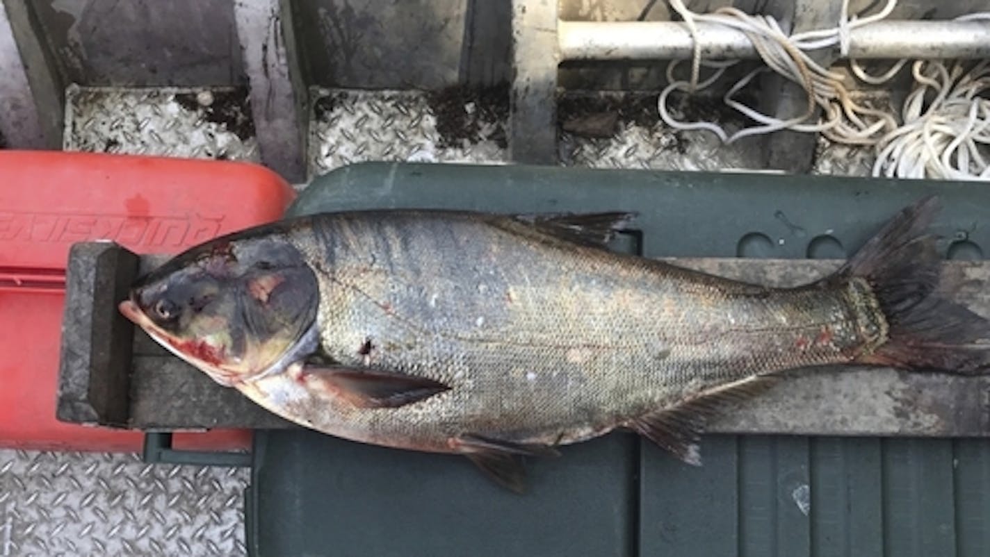 FILE - This June 22, 2017, file photo provided by the Illinois Department of Natural Resources shows a silver carp, a variety of Asian carp, that was caught in the Illinois Waterway below T.J. O'Brien Lock and Dam, approximately nine miles away from Lake Michigan. The U.S. Army Corps of Engineers has released a final $778 million plan to keep Asian carp from reaching the Great Lakes by strengthening defenses at a lock-and-dam complex in Illinois. The price tag is much higher than the estimated c