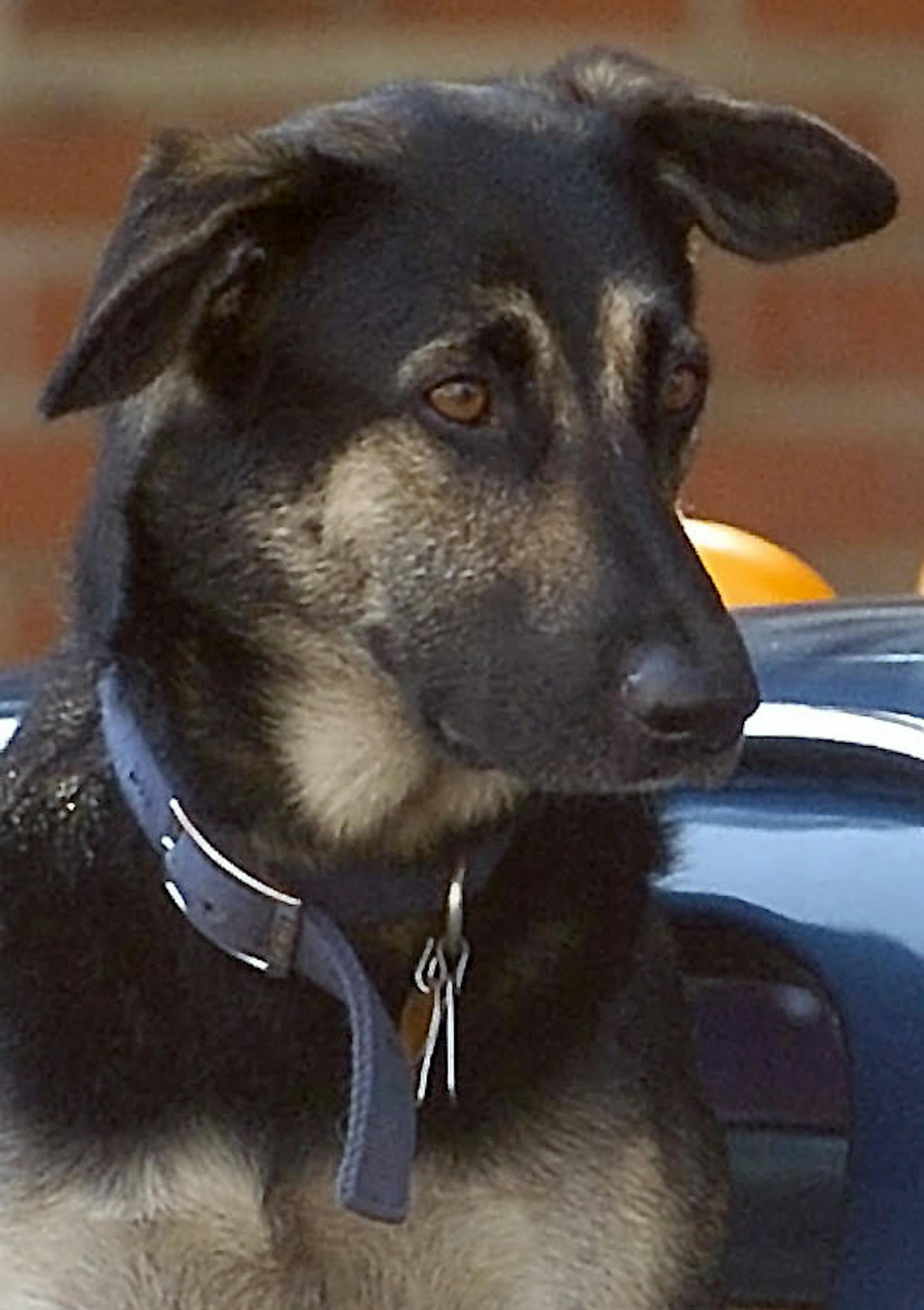 A dog looks on from a vehicle window, Monday, July 13, 2015, in Wilkes-Barre, Pa. (Mark Moran/The Citizens' Voice via AP)
