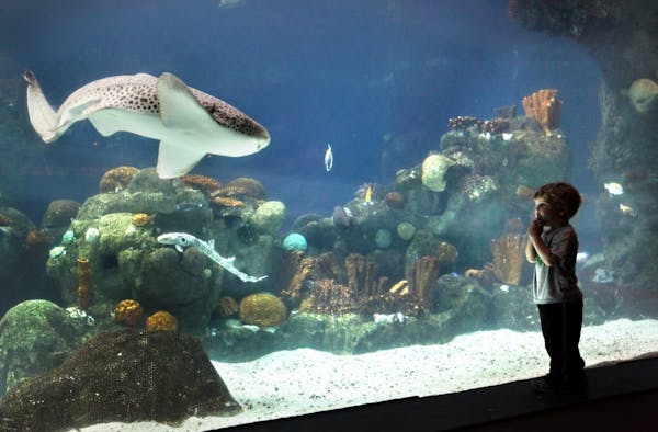 2-year-old Liam Shamblott was in awe of the tropics fish tank with many varieties of sharks and ocean fish