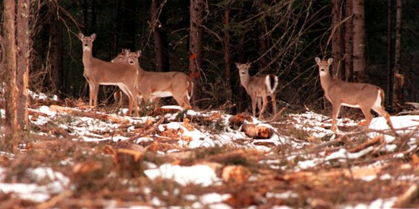 White-tail deer feed on a 12-acre harvested conifer site south of Grand Rapids.