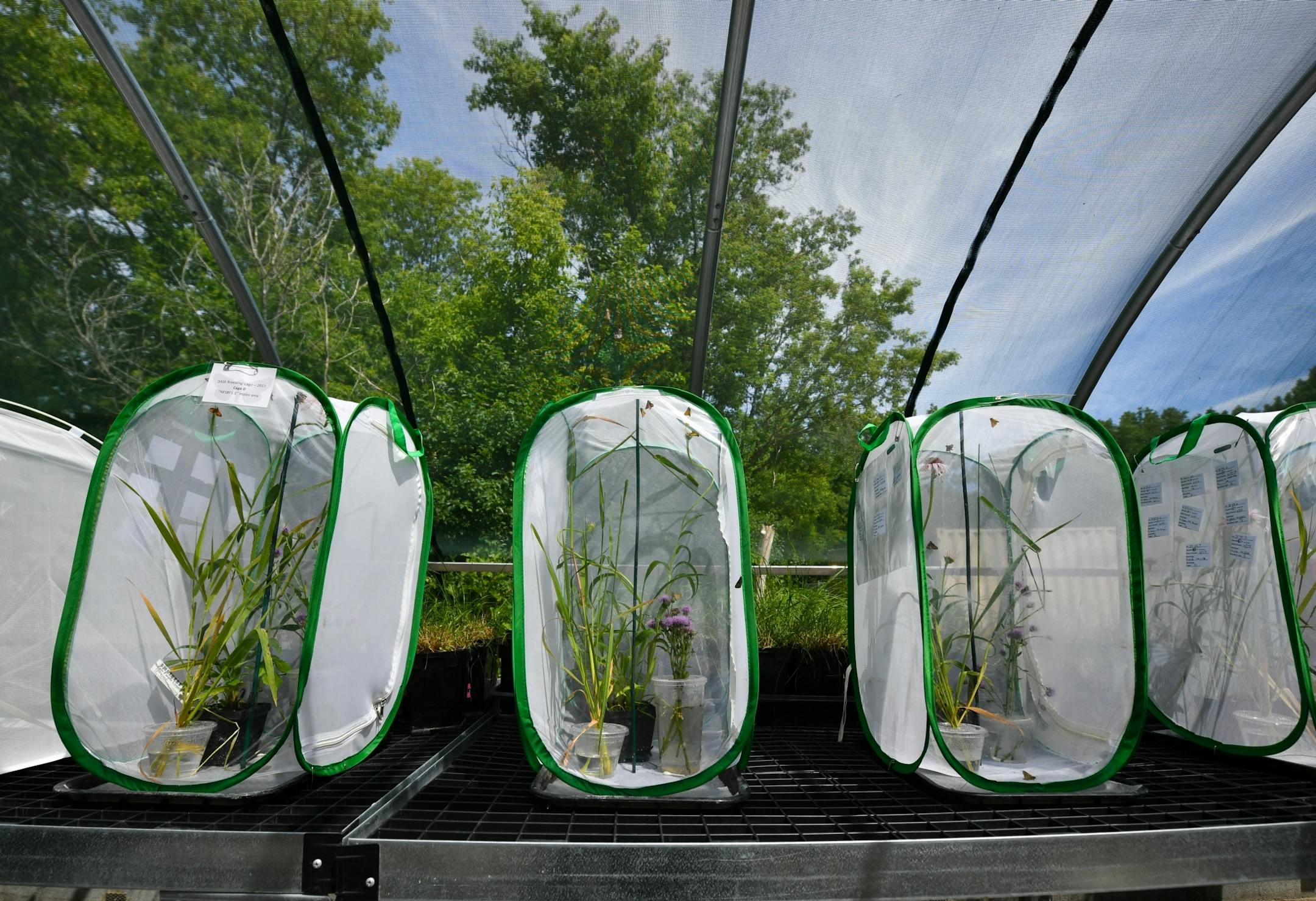 Dakota Skipper breeding cages.