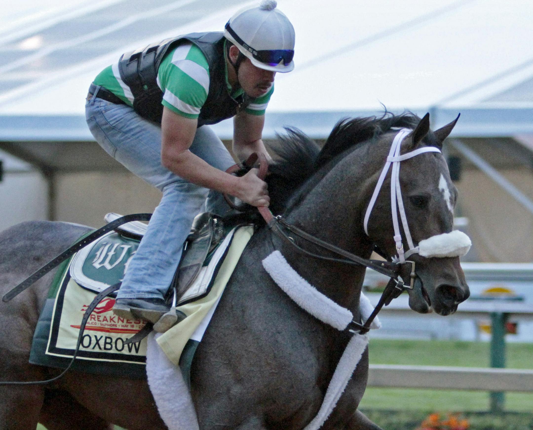 Exercise rider Rudy Quevedo trotted Preakness Stakes entrant Oxbow for Hall of Fame trainer D. Wayne Lukas on the track at Pimlico Race Course in Baltimore on Thursday.